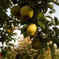 باغ گلابی در مشهد