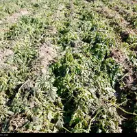 هواشناسی چهارمحال و بختیاری در خصوص کاهش دما هشدار داد