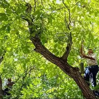 گردو تکانی امسال در همدان ۲ جان باخته و ۱۲۹ مصدوم برجای گذاشت