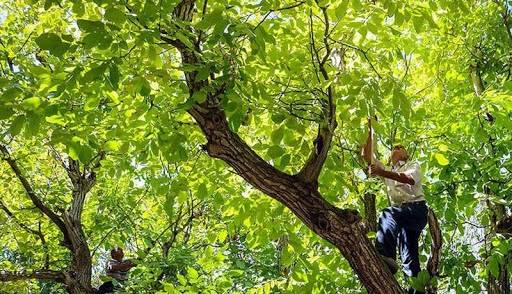 گردو تکانی امسال در همدان ۲ جان باخته و ۱۲۹ مصدوم برجای گذاشت