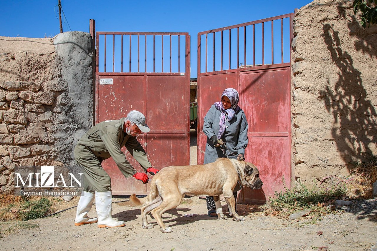 واکسیناسیون دام در روستاهای خراسان شمالی