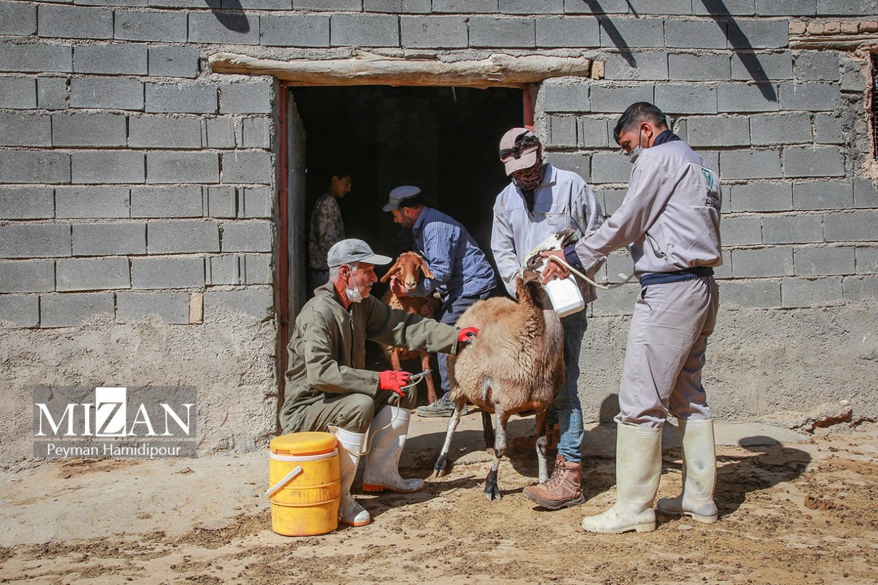 واکسیناسیون دام در روستاهای خراسان شمالی