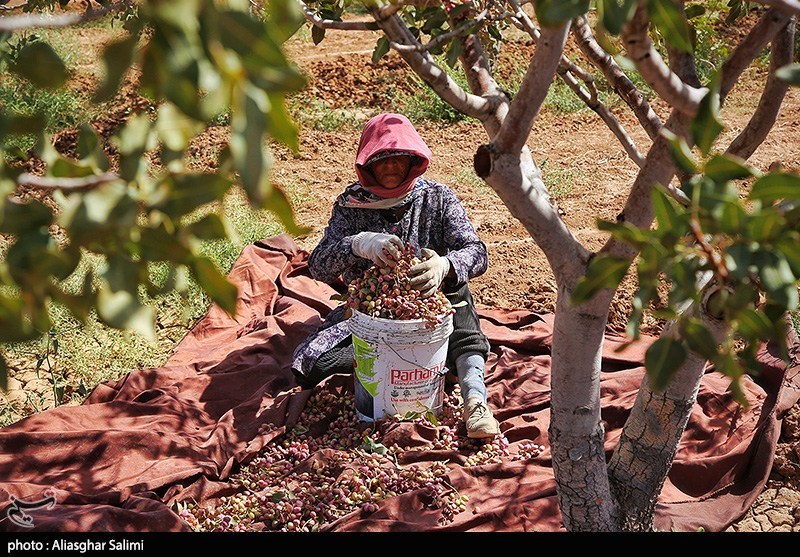 عکس/ برداشت پسته در خراسان شمالی