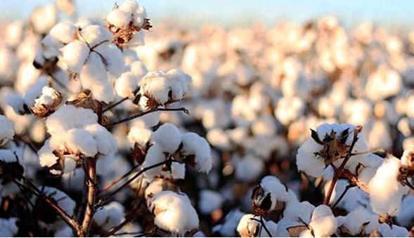 پیش بینی برداشت ۱۶هزارتن پنبه در گلستان