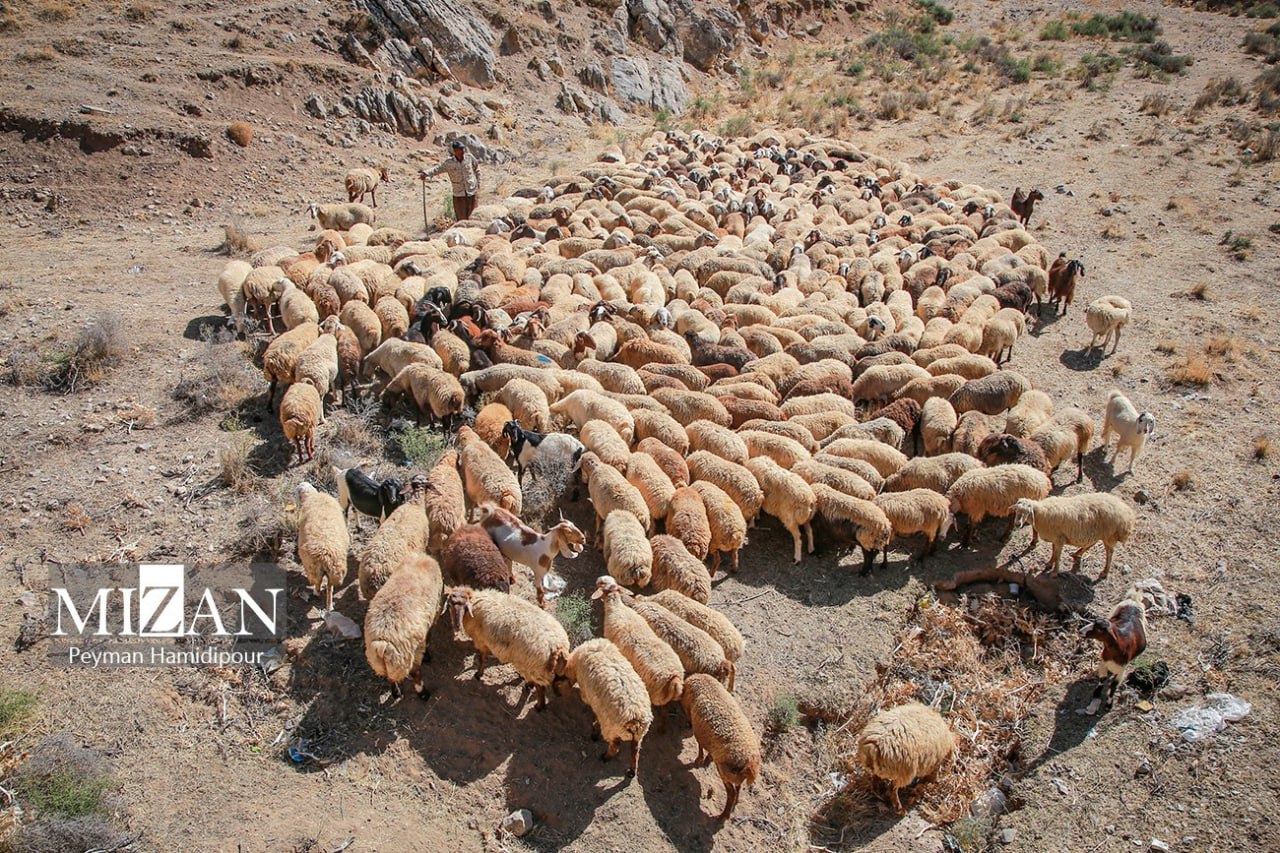 واکسیناسیون دام در روستاهای خراسان شمالی