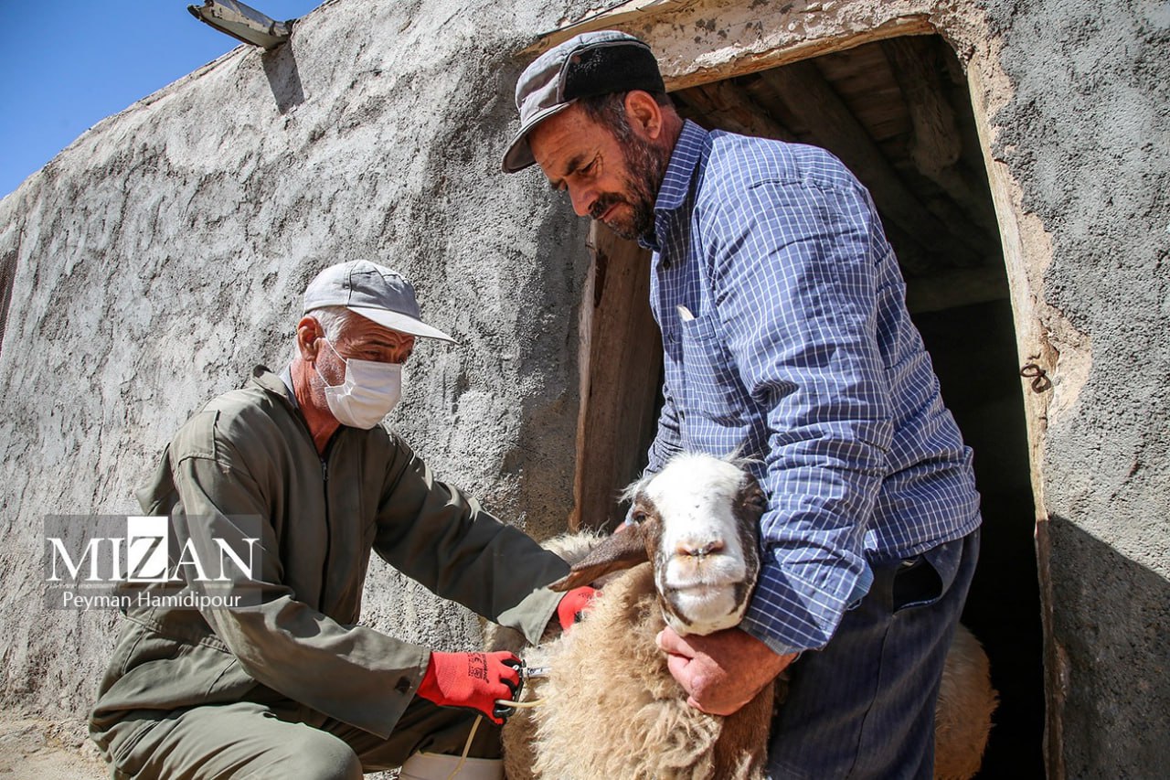 واکسیناسیون دام در روستاهای خراسان شمالی