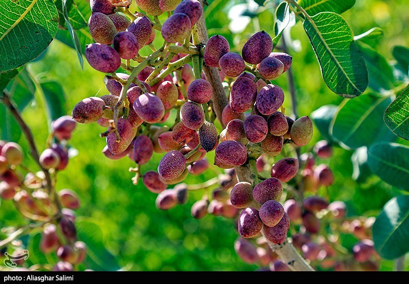 عکس/ برداشت پسته در خراسان شمالی