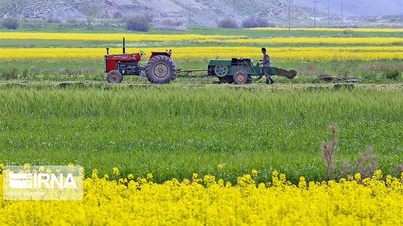 اجرای طرح الگوی کشت در قم موجب کاهش مصرف آب بخش کشاورزی می‌شود