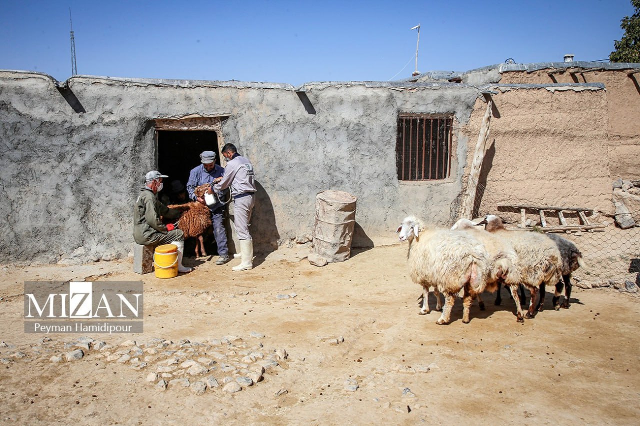 واکسیناسیون دام در روستاهای خراسان شمالی