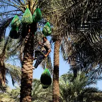 برداشت خرمای سعمران از نخلستان های روستای بهر
