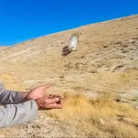 دستگیری صیاد زنده‌گیر پرندگان سهره طلایی در تالاب نوروزلوی میاندوآب
