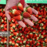 برداشت توت فرنگی گلخانه ای