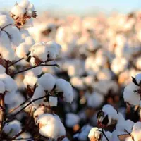 پیش بینی برداشت ۱۶هزارتن پنبه در گلستان