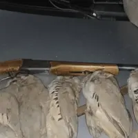 دستگیری شکارچیان غیرمجاز کبک وحشی در خانمیرزا