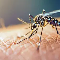 آموزش محله محور هلال احمر هرمزگان درباره پشه آئدس