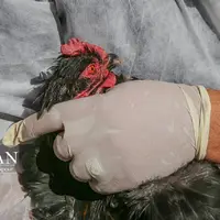 واکسیناسیون دام در روستاهای خراسان شمالی