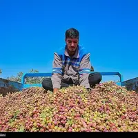 عکس/ برداشت پسته در خراسان شمالی