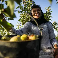 برداشت گلابی در باغات شهر چناران استان خراسان رضوی 