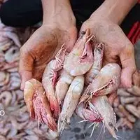 صید میگو در هرمزگان تا اواخر آبان ادامه دارد