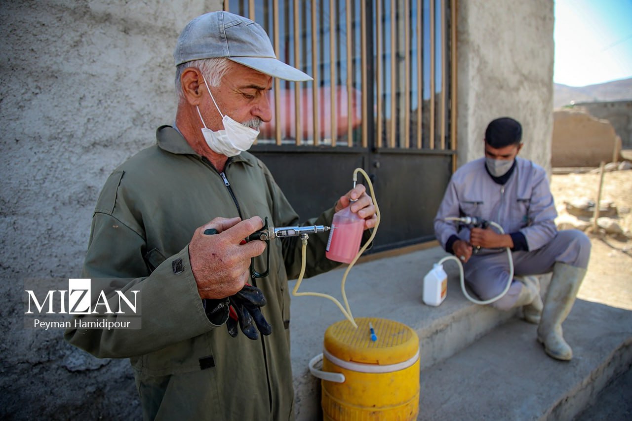 واکسیناسیون دام در روستاهای خراسان شمالی