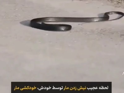 لحظه عجیب خودکشی مار
