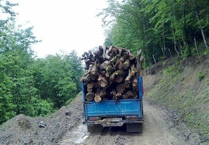 کشف ۲.۵ تن چوب درخت بید قاچاق در ازنا