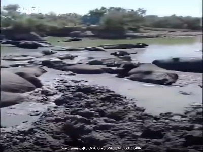 مرگ گسترده گاومیش‌ها در بخش عراقی تالاب هورالعظیم