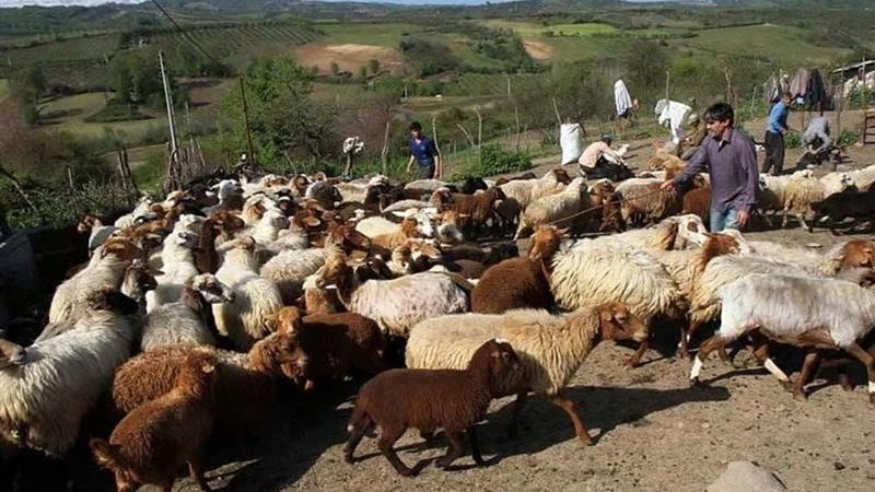 زنجان، قطب علمی و تولیدی دام سبک در کشور