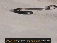 لحظه عجیب خودکشی مار