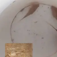 کشف «میگوی سر وزغی»؛ فسیل زنده ۲۰۰ میلیون ساله در اردستان