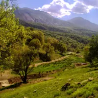 برنامه جامع احیای جنگل‌های زاگرس تدوین می‌شود