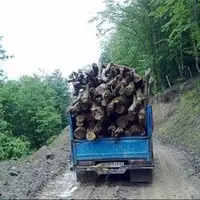 کشف ۲.۵ تن چوب درخت بید قاچاق در ازنا