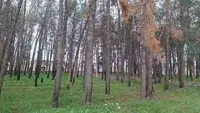 بیداری درختان کهنسال پارک فلاحت؛ قلب سبز گیلان‌غرب جان دوباره گرفت