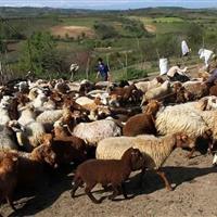 زنجان، قطب علمی و تولیدی دام سبک در کشور