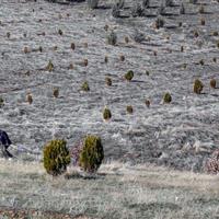شناسایی سرمایه گذاران چوب در استان ها/احیای نهالستان ها با طرح کاشت یک میلیارد درخت