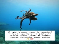 تنها موجود زمین که سه قلب دارد!