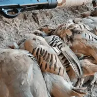 شکارچی متخلف با ۷ قطعه کبک در قمصر به دام افتاد