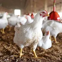 قیمت مرغ زنده چرا گران شد؟
