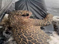 جگوار زخمی پس از شنای طاقت‌فرسا در آمازون نجات یافت