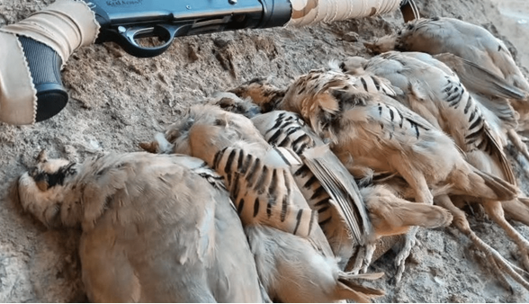شکارچی متخلف با ۷ قطعه کبک در قمصر به دام افتاد