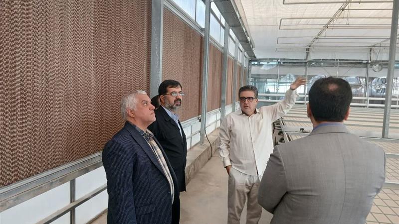 گام بلند قم در کشاورزی نوین؛ احداث گلخانه هوشمند با مشارکت سرمایه‌گذاران داخلی و خارجی