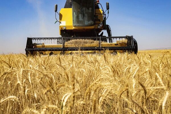 قیمت خرید تضمینی گندم فردا تعیین می‌شود