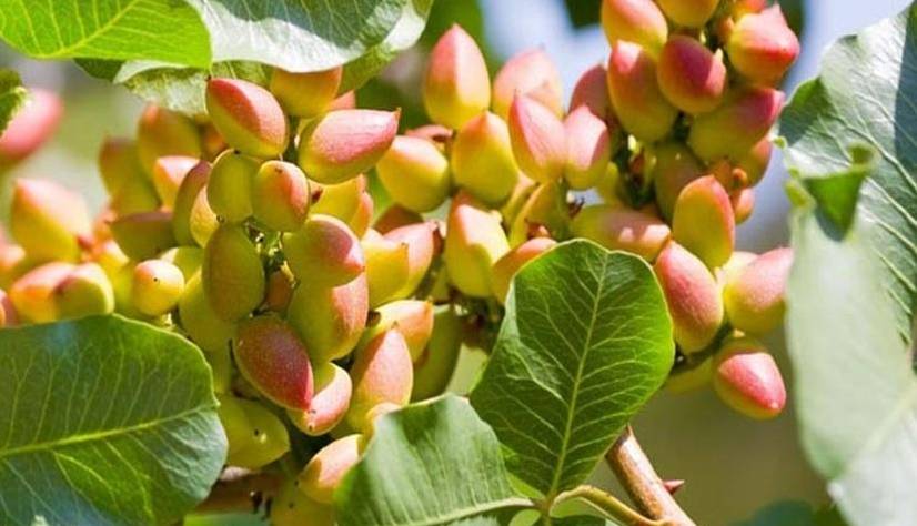 افزایش ۲۴ درصدی برداشت پسته در آذربایجان شرقی