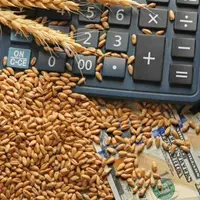 آغاز مجدد واردات گندم از کشور‌های حاشیه دریای خزر؛ نخستین محموله وارد شد
