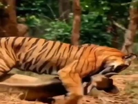 قدرت و اندازه ببر مقابل گاو