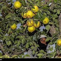 تولید برای محرومیت زدایی