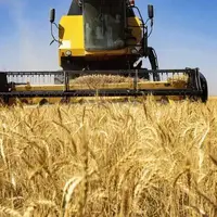 قیمت خرید تضمینی گندم فردا تعیین می‌شود