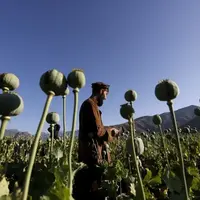 کشت خشخاش «مطلقاً ممنوع» است