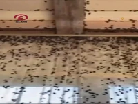 هجوم گسترده ساس ها به خانه ها در روسیه