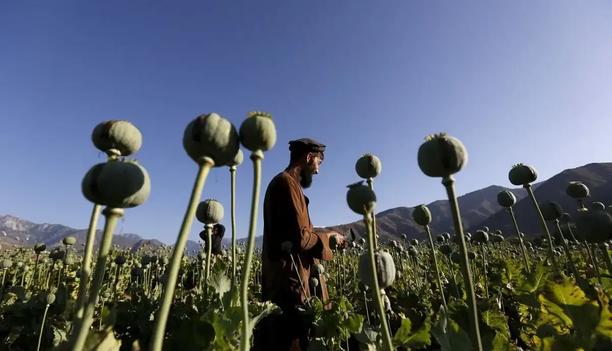 کشت خشخاش «مطلقاً ممنوع» است